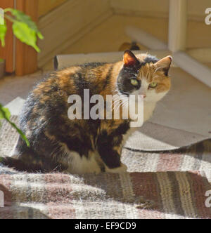 Plus d'alerte chat calico assis dans un endroit ensoleillé sur un tapis jeter froissés Banque D'Images