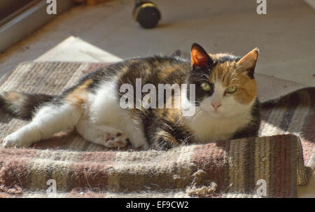 Une belle, plus chat calico couché dans un endroit ensoleillé sur un tapis jeter froissés Banque D'Images