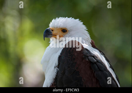 Close up of African Fish Eagle / l'Aigle de mer d'Afrique (Haliaeetus vocifer) indigènes de l'Afrique sub-saharienne Banque D'Images