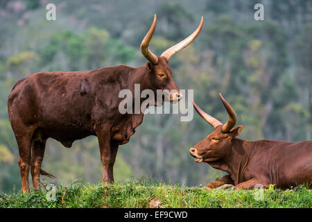 Ankole Watusi / Ankole-Watusi / longhorn (Bos taurus) vaches avec cornes distinctif, race de bétail Sanga Banque D'Images