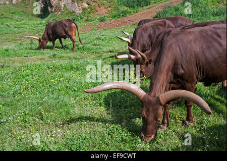 Ankole Watusi / Ankole-Watusi / longhorn (Bos taurus) vaches avec cornes distinctif, race de Sanga le pâturage l'herbe Banque D'Images