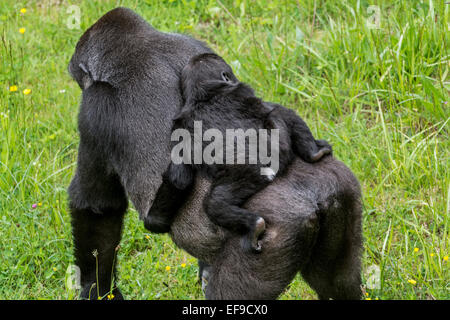 Gorille de plaine de l'ouest (Gorilla gorilla gorilla) bébé à cheval sur le dos de la mère Banque D'Images