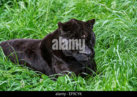 Close up portrait of black panther / melanistic Jaguar (Panthera onca) allongé dans l'herbe, originaire d'Amérique centrale et du Sud Banque D'Images