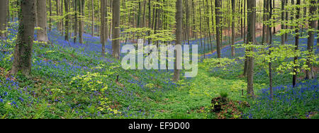 Stream valley avec bluebells (Endymion) nonscriptus la floraison, en bois de hêtre (Fagus sylvatica) au printemps Banque D'Images