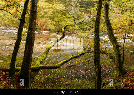 L'Afon Mellte descend vers Pontneddfechan dans le parc national de Brecon Beacons, le Pays de Galles. Banque D'Images