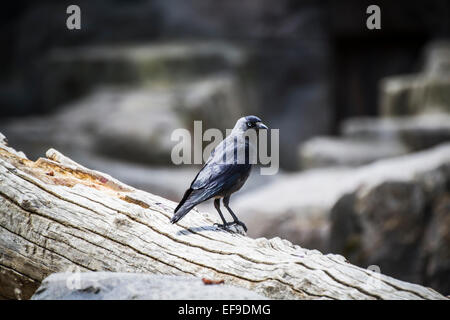 Noir corbeau s'appuyant sur une branche d'arbre Banque D'Images