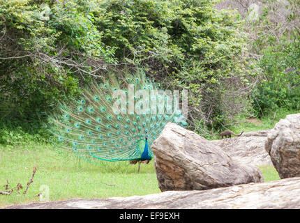 Peacock au parc national de Yala, au Sri Lanka. Banque D'Images