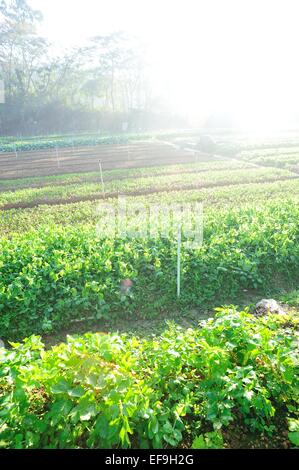 Le céleri vert et vert des plantes de pois dans la croissance au jardin Banque D'Images