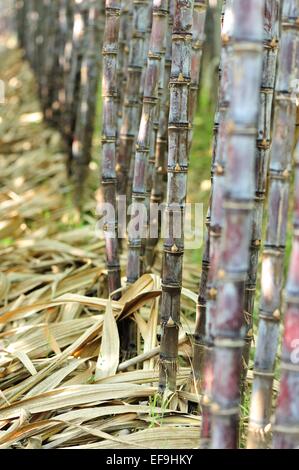 Les plantes de canne à sucre sur le terrain Banque D'Images