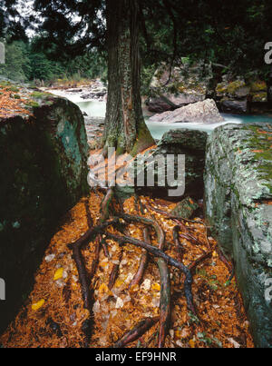 Les racines de cèdre entre les roches exposées sur les rives du ruisseau McDonald à l'automne,le Glacier National Park, Montana, USA Banque D'Images