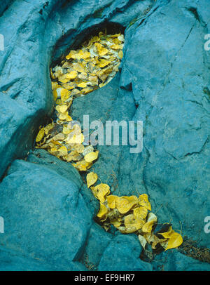 Recueillir des feuilles de peuplier jaune dans Blue rock érodé le long du ruisseau McDonald, Glacier National Park, Montana, USA Banque D'Images