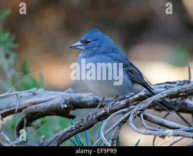 Pinson bleu Fringilla teydea teydea, (mâle), perché sur une branche, Tenerife Banque D'Images