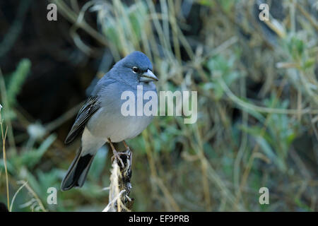 Pinson bleu, (Fringilla teydea), homme sur le terrain Banque D'Images