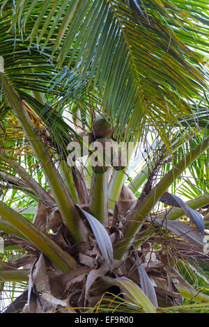 Cocos nucifera à Santo Domingo Banque D'Images