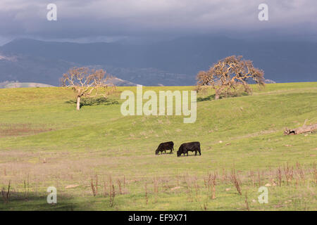 Deux vaches qui paissent sur les collines de la Californie de roulement. Banque D'Images