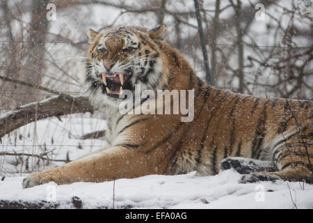 Cat- Blizzard tempête rugit Juno dans le corridor nord-est des États-Unis avec férocité Jan 26 2015 zoo du Bronx New York Banque D'Images