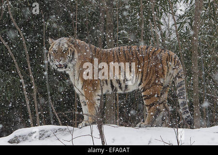 Blizzard Cat- un jour avant l'arrivée imminente de la tempête de Junon, un jeune tigre de Sibérie apprécie son moment dans la neige Banque D'Images