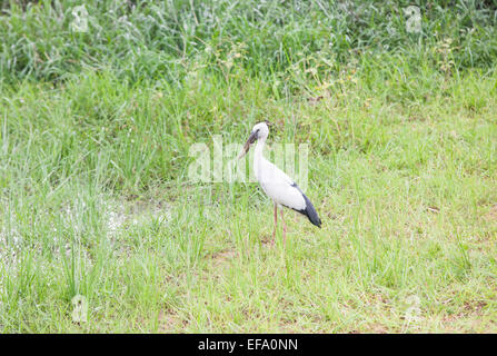 Painted stork.Parc national de Yala, au Sri Lanka. Banque D'Images