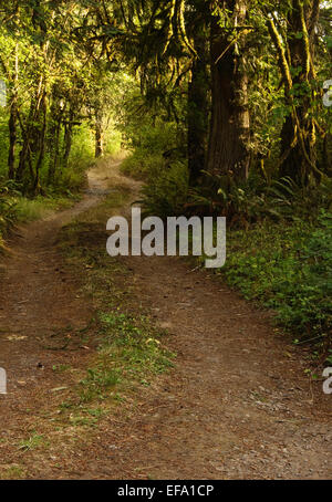 Un chemin de terre traverse une forêt ancienne Banque D'Images
