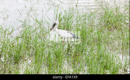 Painted stork.Parc national de Yala, au Sri Lanka. Banque D'Images