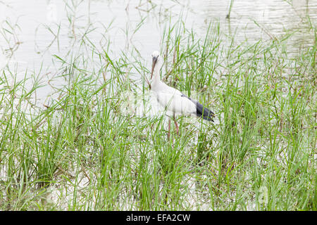 Painted stork.Parc national de Yala, au Sri Lanka. Banque D'Images