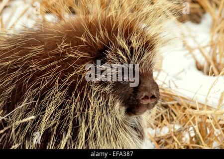 Un porc-épic en hiver hunt au Seedskadee National Wildlife Refuge 4 Janvier, 2015 à Sweetwater County, Wyoming. Banque D'Images