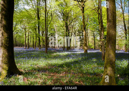 Beau printemps à jacinthes des bois Calvados Vaux près de Salisbury Banque D'Images