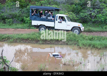 Les touristes dans des jeeps des embouteillages tout en chassant la faune, en particulier le léopard,cigogne peinte,véhicules.Parc national de Yala, au Sri Lanka. Banque D'Images