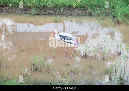 Les touristes dans des jeeps des embouteillages tout en chassant la faune, en particulier le léopard,cigogne peinte,véhicules.Parc national de Yala, au Sri Lanka. Banque D'Images