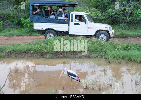 Les touristes dans des jeeps des embouteillages tout en chassant la faune, en particulier le léopard,cigogne peinte,véhicules.Parc national de Yala, au Sri Lanka. Banque D'Images