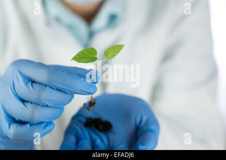 Porter des gants bleu scientifique holding green plant Banque D'Images