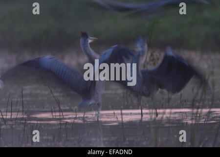 Des hérons cendrés (Ardea cinerea), deux hérons combats tandis que debout dans l'eau, de flou intentionnel Banque D'Images