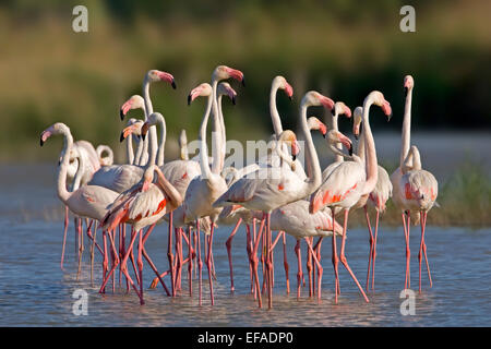 Plus de flamants roses (Phoenicopterus roseus) colonie de reproduction, Carmarque, dans le sud de la France Banque D'Images