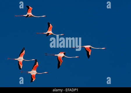 Plus de flamants roses (Phoenicopterus roseus), troupeau en vol, Carmarque, dans le sud de la France Banque D'Images