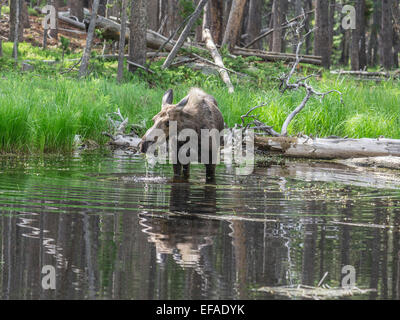 Les orignaux (Alces alces) se nourrissent de plantes aquatiques dans un étang, lander, Wyoming, united states Banque D'Images