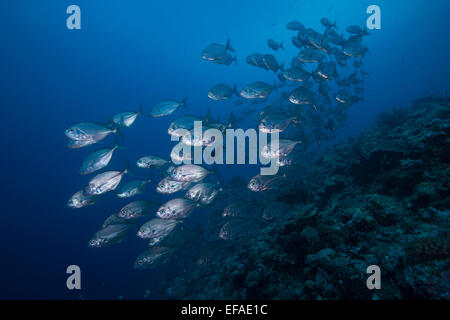 De l'école Les Carangues (Caranx sexfasciatus obèse), Palaos Banque D'Images