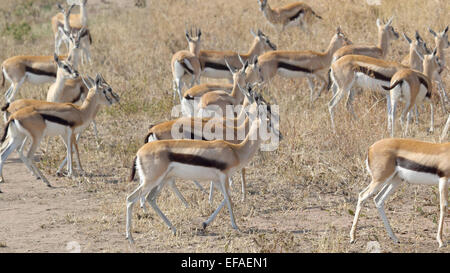 Un troupeau de la gazelle de Thomson (Eudorcas thomsonii) Balade dans le Parc National du Serengeti, Tanzanie Banque D'Images