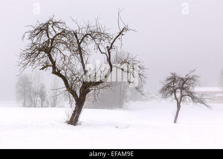 Simple, peu de paysage d'hiver en Slovénie Banque D'Images