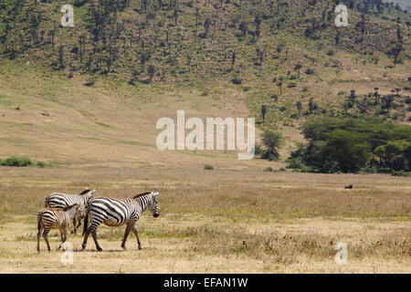 Une famille de trois zèbres, Equus quagga, deux adultes et un bébé, la marche dans la Ngorongoro Conservation Area, Tanzania Banque D'Images