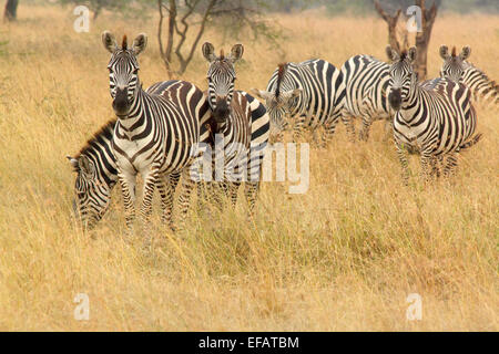 Un troupeau de zèbres, Equus quagga, in Serengeti National Park, Tanzania Banque D'Images