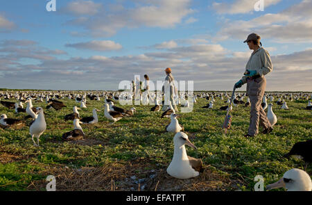 Nombre de bénévoles les nids d'albatros 3 janvier 2015 sur l'atoll de Midway National Wildlife Refuge dans l'océan Pacifique. Chaque année, l'albatros de Laysan retourne à nicher et élever ses poussins sur les îles. Banque D'Images