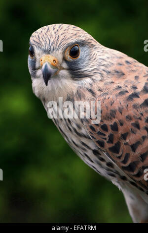 Debout près d'un portrait isolé et kestrel femelle à l'avant trois quart du corps Banque D'Images