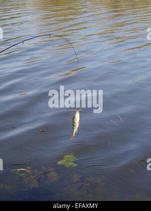 Percher sur canne à pêche sur le lac background Banque D'Images