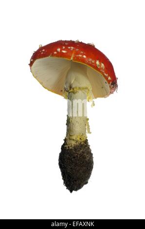 Big croissant rouges champignon sur fond blanc Banque D'Images