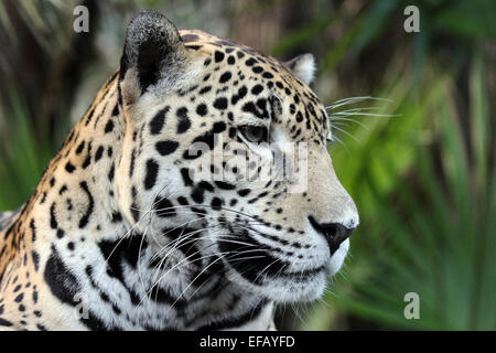 Jaguar Panthera onca Banque D'Images