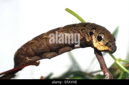 Catterpillar du cerura vinula sur fond blanc Banque D'Images