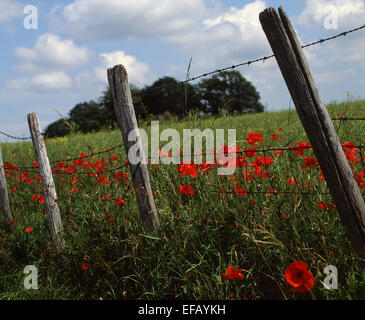 Clôture en fil barbelé en bordure de champ avec des coquelicots Banque D'Images