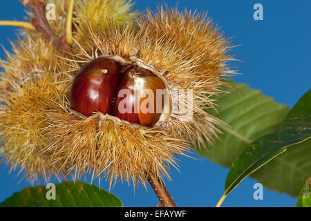 Spanish chestnut, fruits, Edelkastanie, Esskastanie Raum, Echte, Marone, Früchte, Castanea sativa, châtaignier commun Banque D'Images