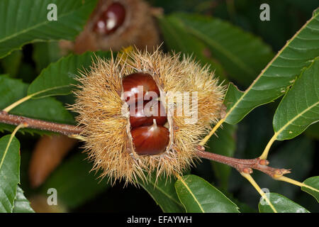 Spanish chestnut, fruits, Edelkastanie, Esskastanie Raum, Echte, Marone, Früchte, Castanea sativa, châtaignier commun Banque D'Images