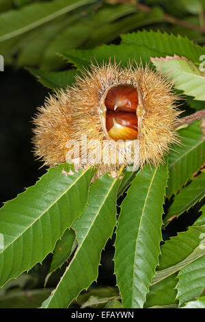 Spanish chestnut, fruits, Edelkastanie, Esskastanie Raum, Echte, Marone, Früchte, Castanea sativa, châtaignier commun Banque D'Images